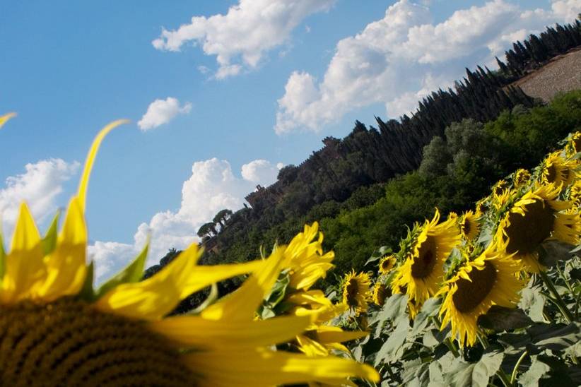 Girasoli e Castello