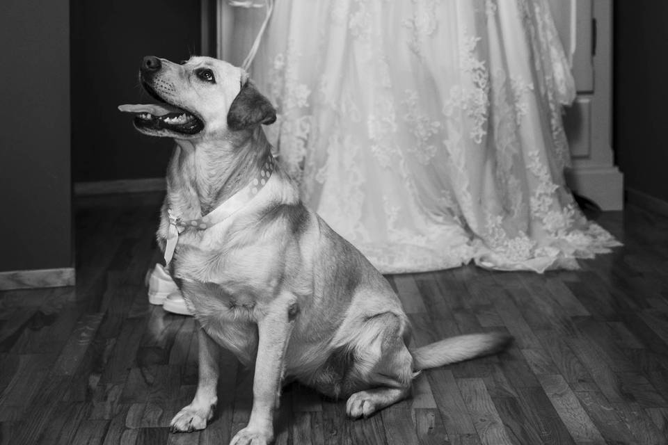 Bwed - Wedding Photographers
