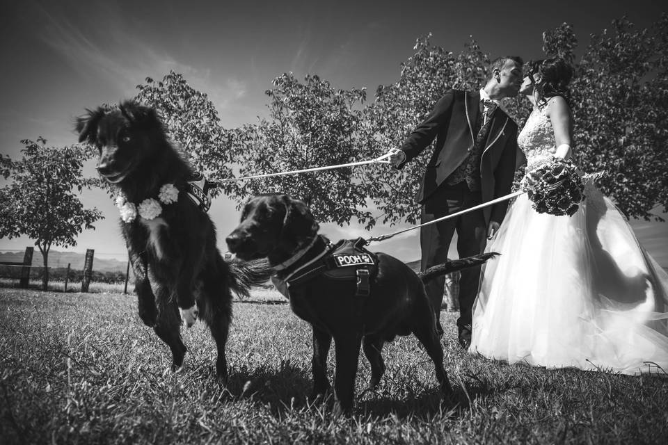 Bwed - Wedding Photographers