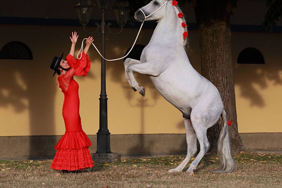 Matrimonio Milano -cavalli