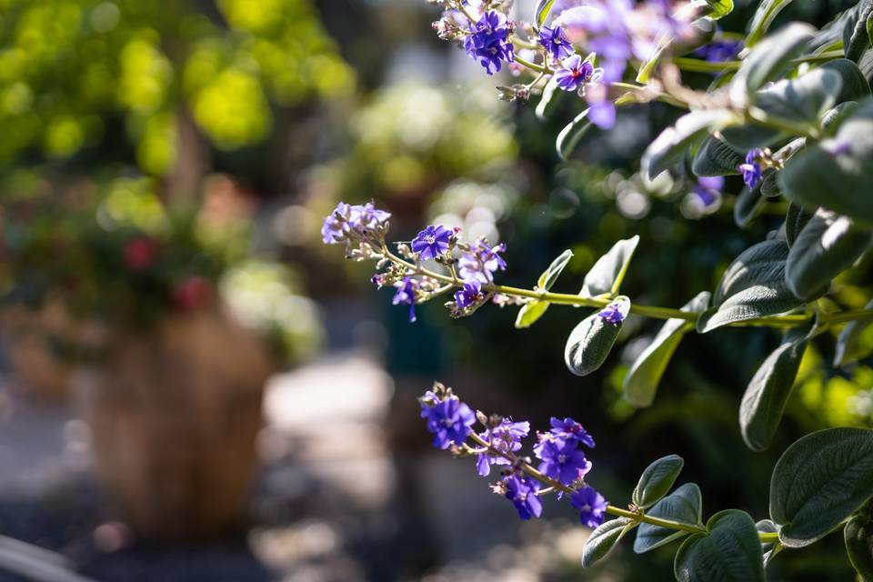 Giardini reali