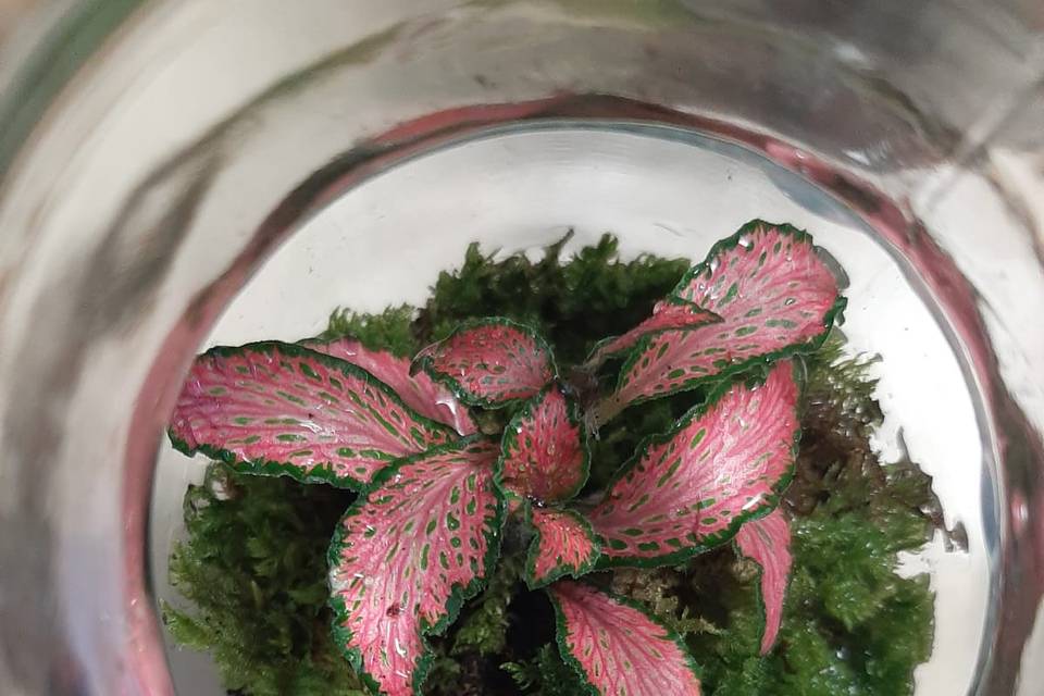 Fittonia