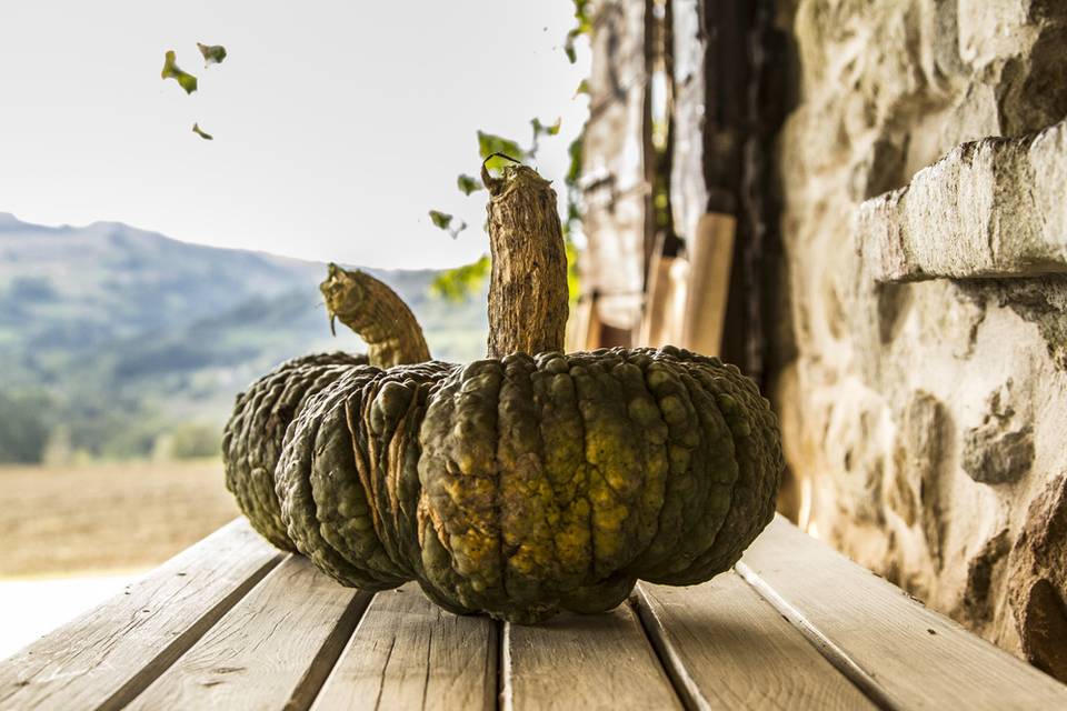 Zucca dell'orto