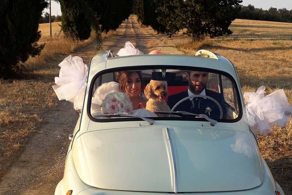 Barbara Pet Sitter - Wedding Dog Sitter