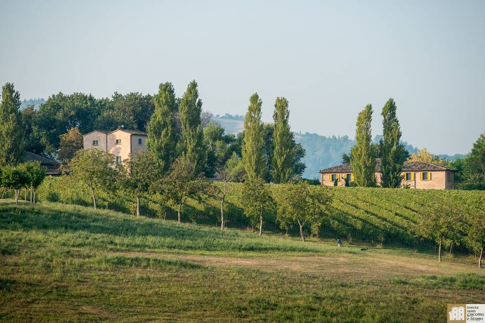 Paesaggio Tenuta