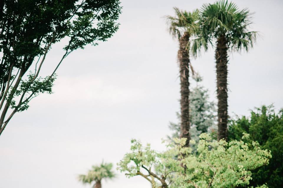 Arco matrimoniale con pampas