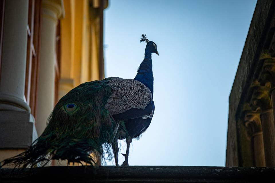 Carlo uno dei guardiani