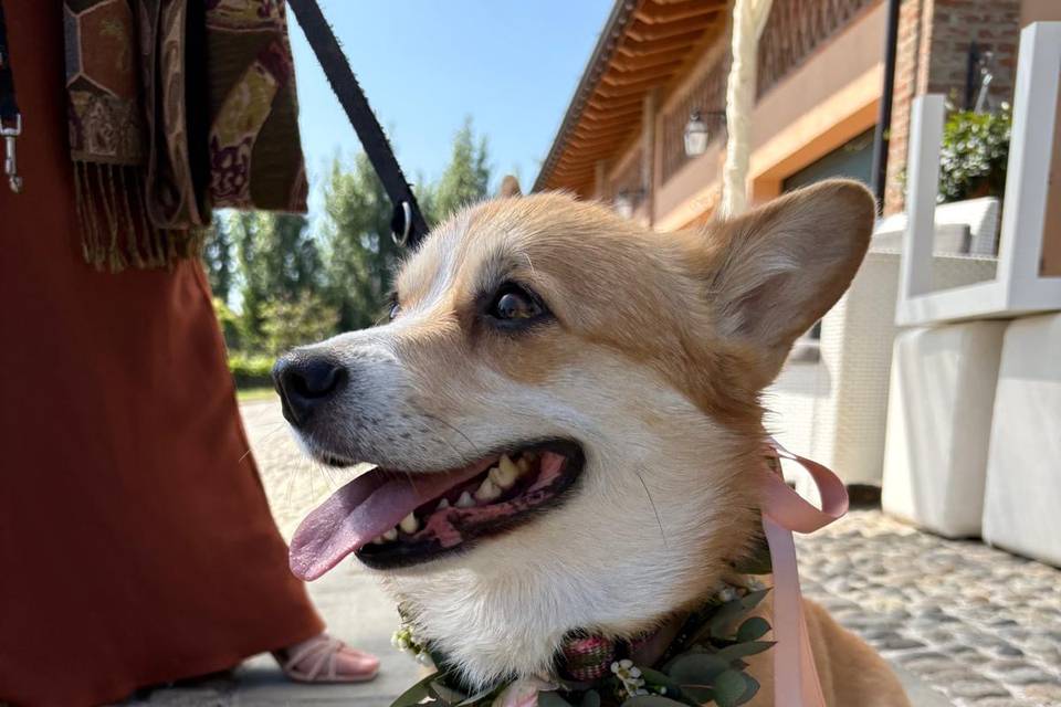 Cane