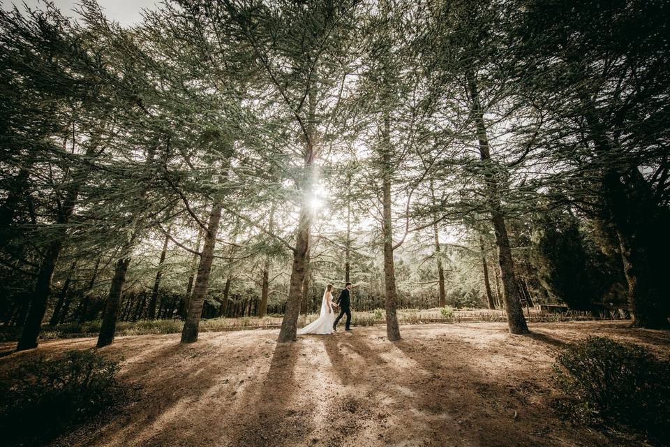 Wedding Photo