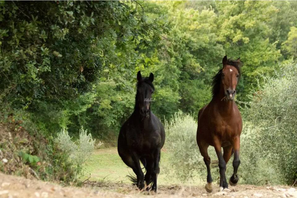 Cavalli godono la libertà