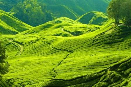 Cameron Highlands - Malesia