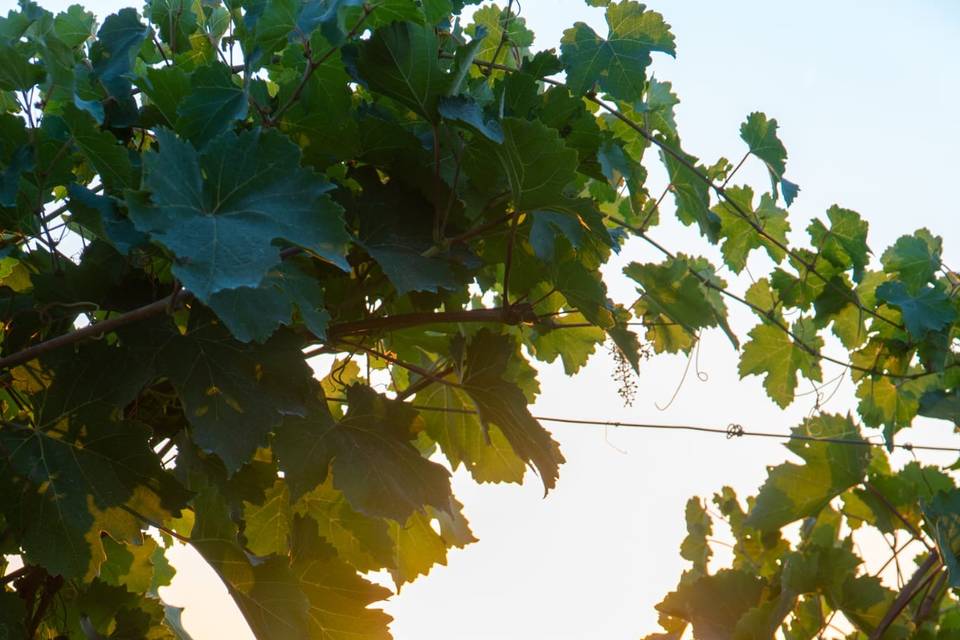 Podere leoni