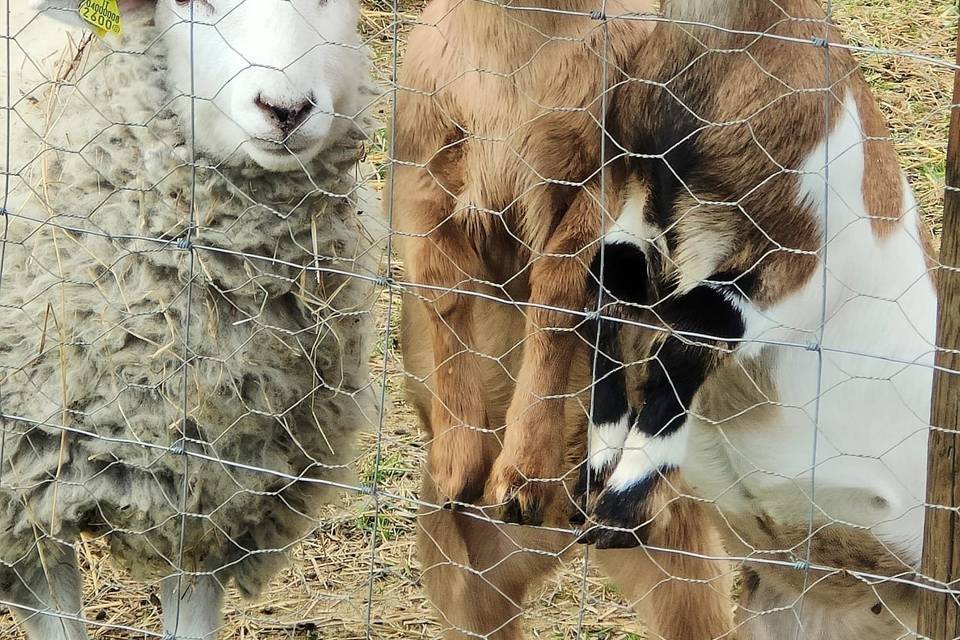 I nostri animali