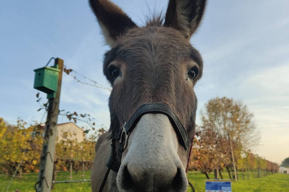I nostri animali