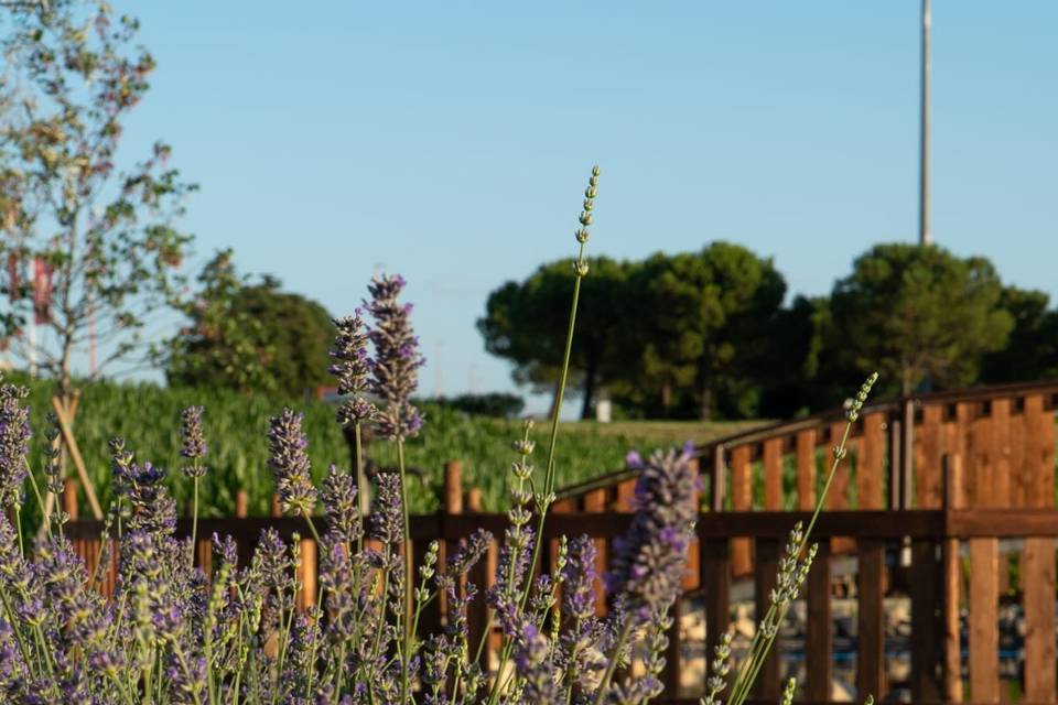 Podere leoni