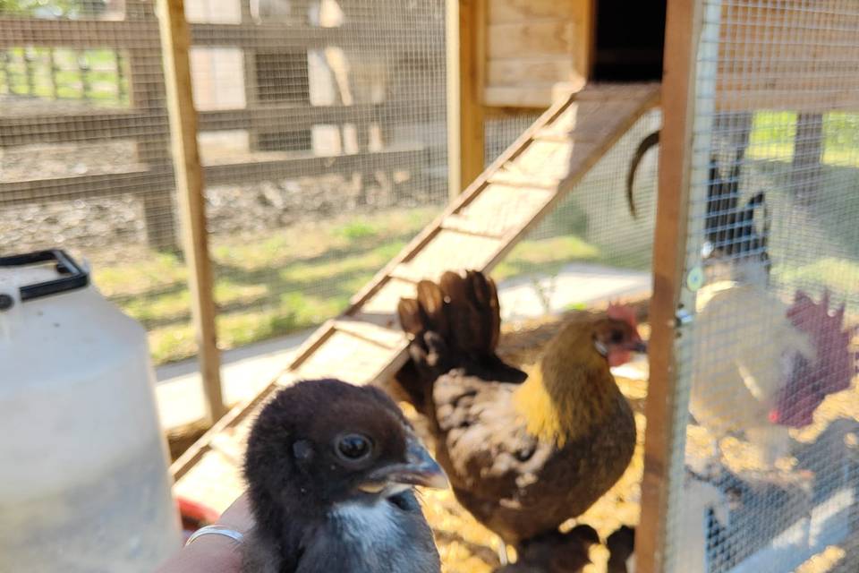 I nostri animali
