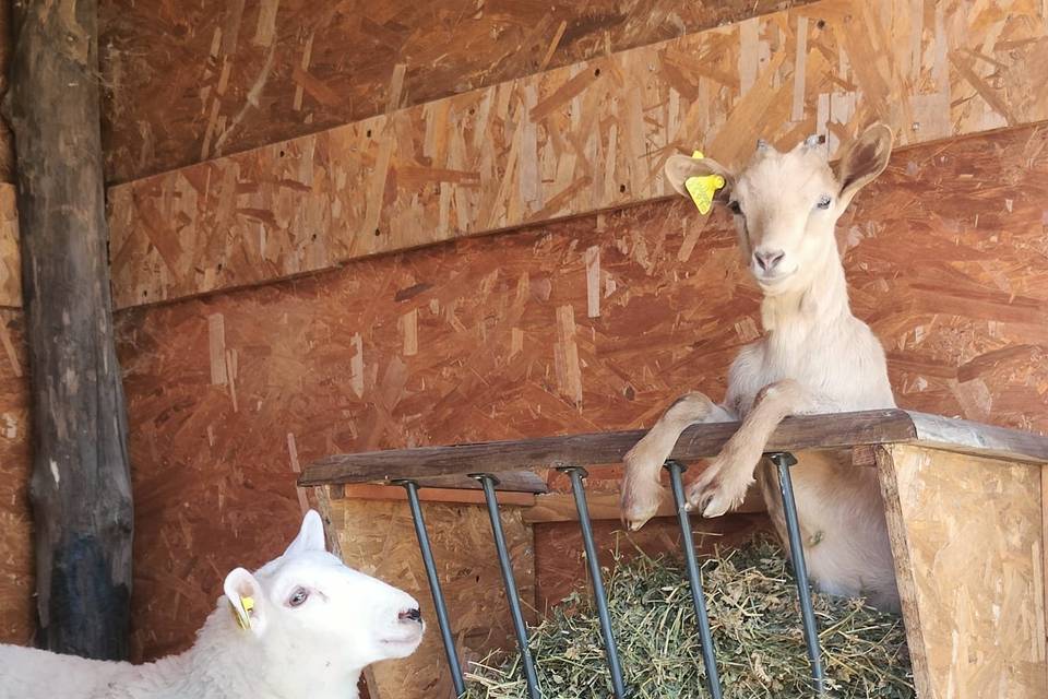 I nostri animali