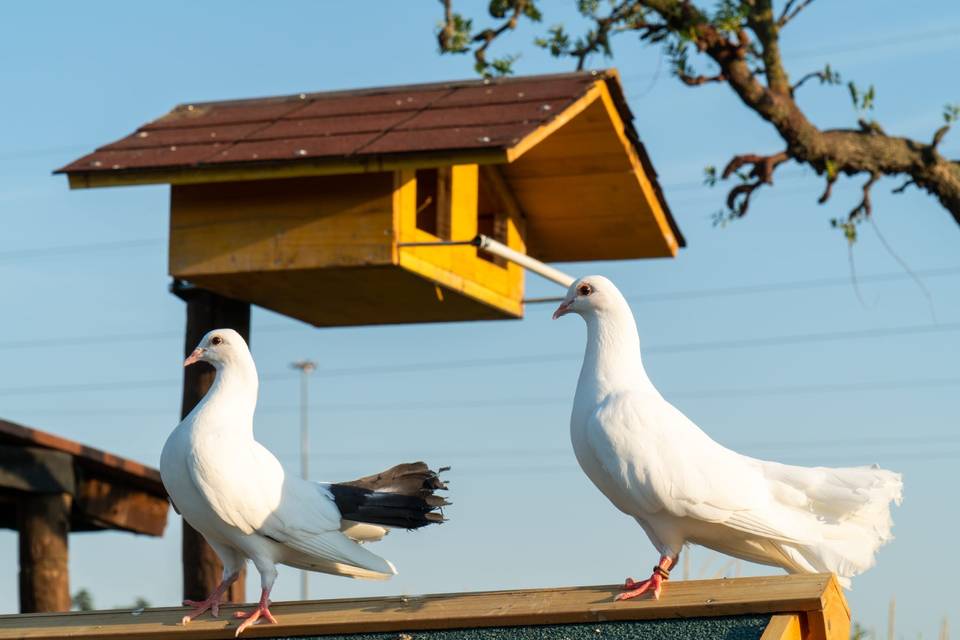 I nostri animali