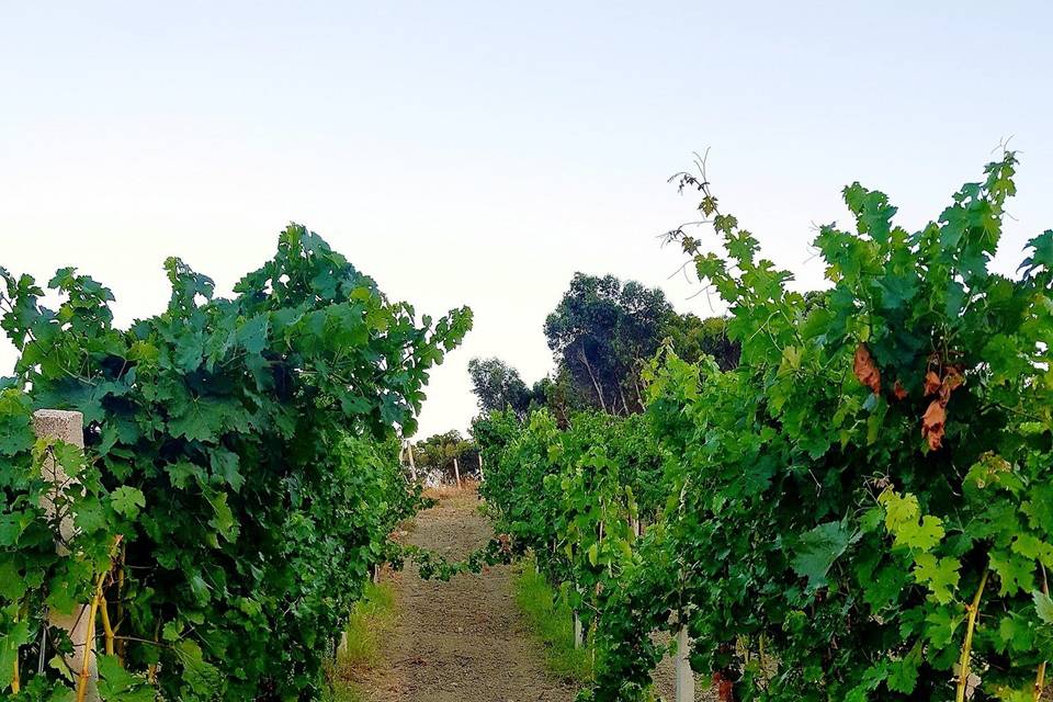 Filari