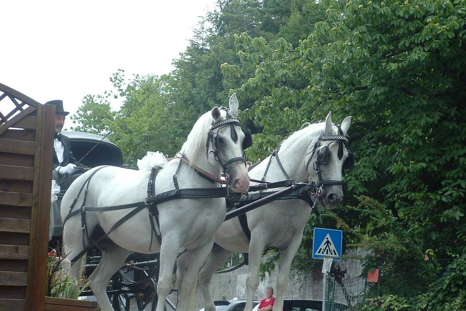 Carrozza coi cavalli