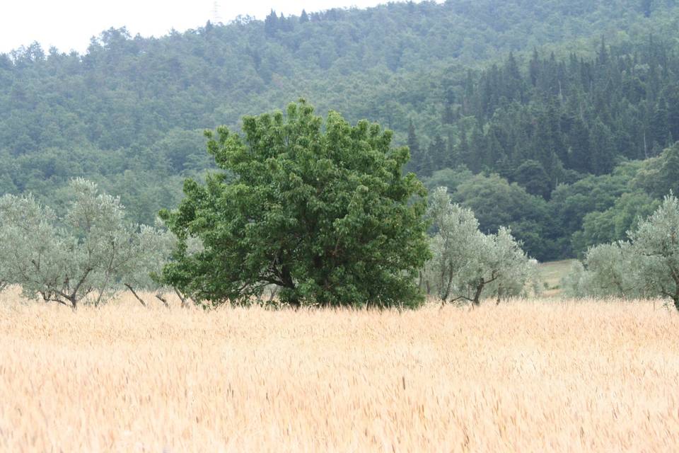 I  romantici campi di grano