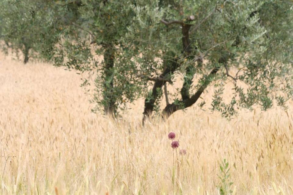 L'oliveta è un luogo magico