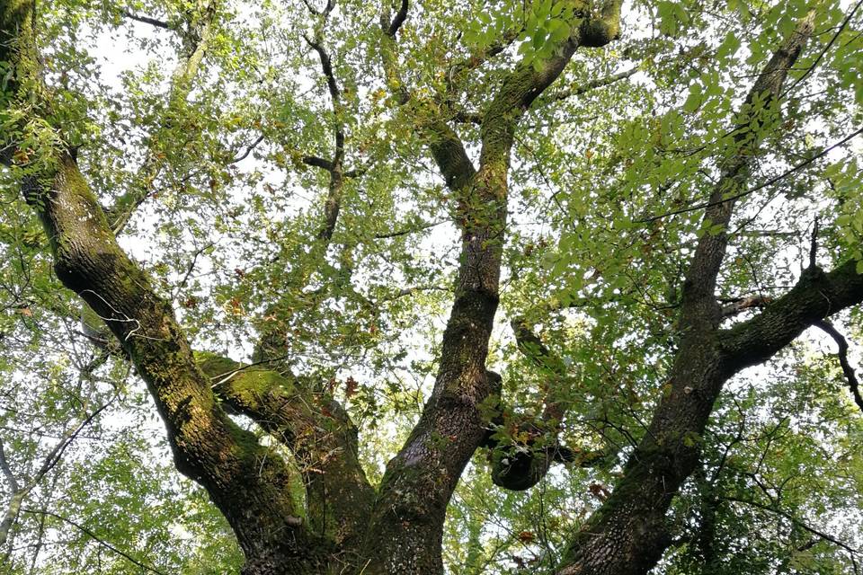 Il bosco è un luogo romantico