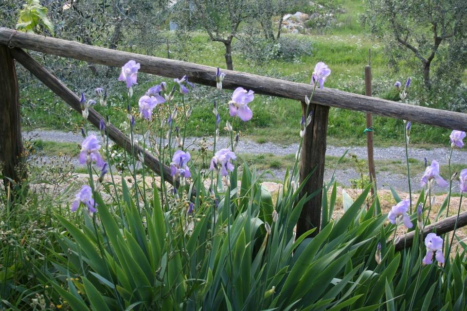 Gli antichi giaggioli