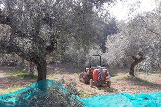 Raccolta olive