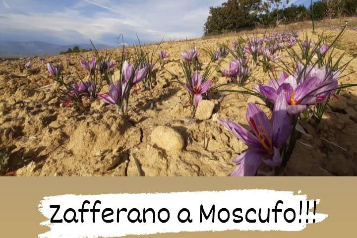 Campo zafferano