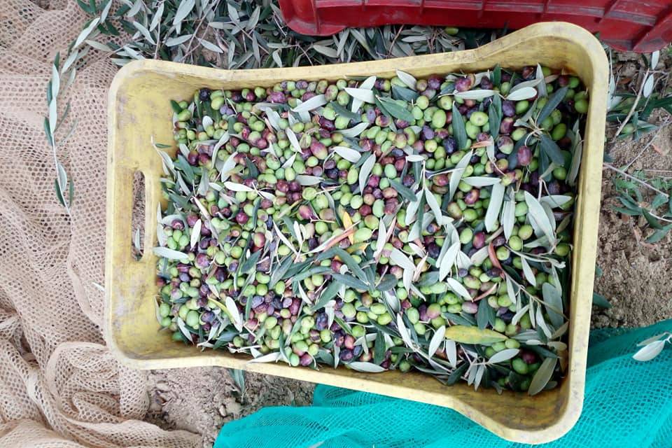 Olive