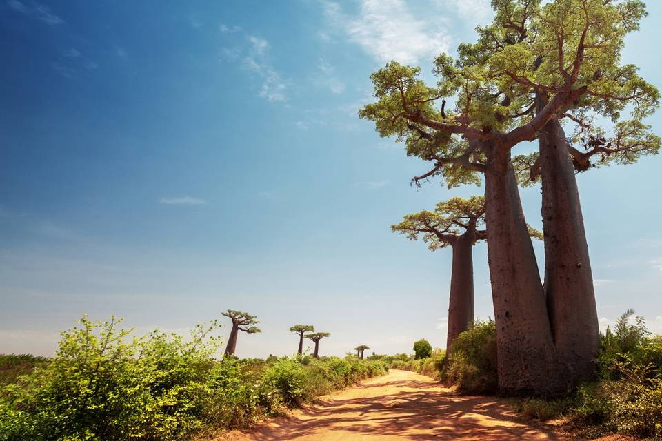 Gli alberi di Baobab