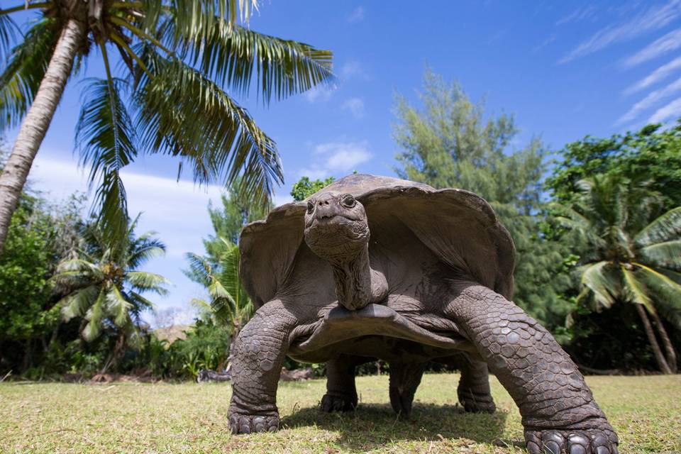 Le tartarughe giganti