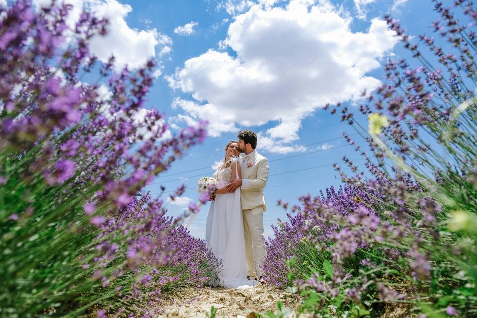 Campo di lavanda