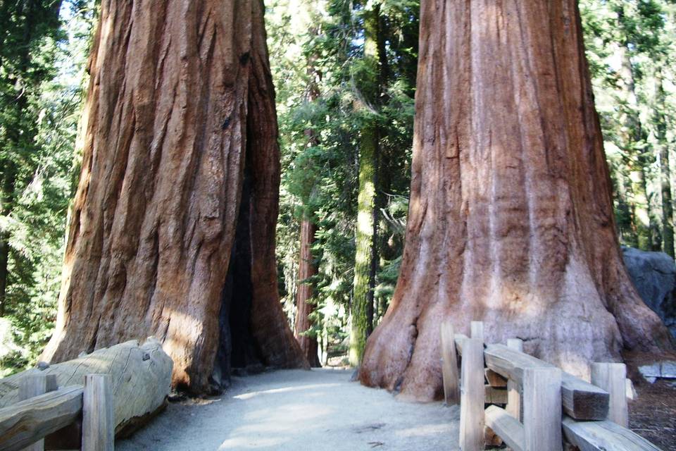 Sequoia Park