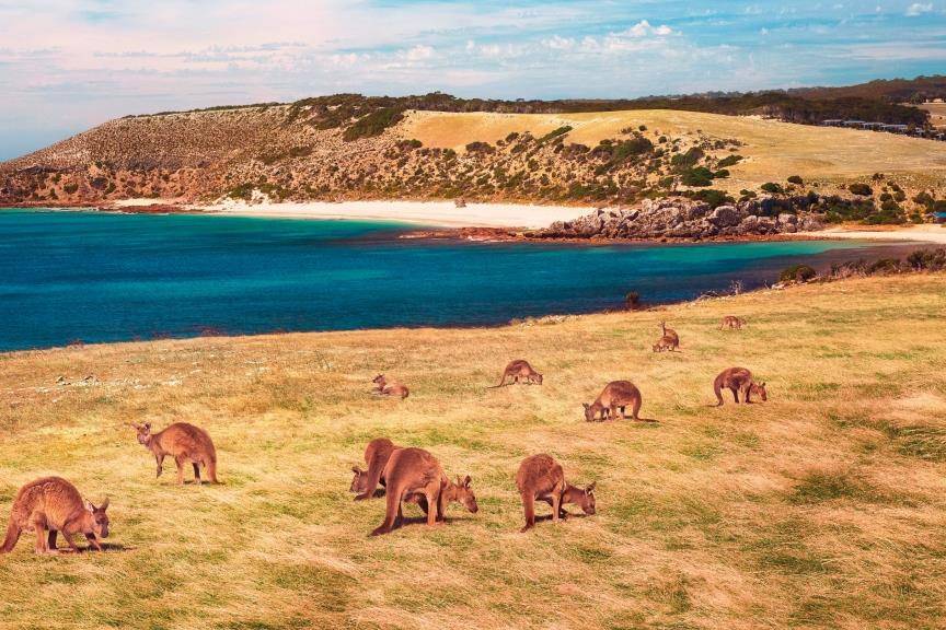 Kangaroo Island - Australia