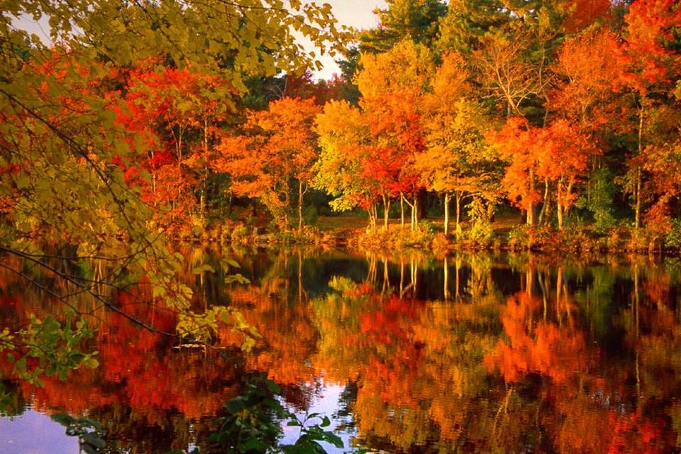 Foliage in Canada