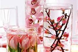 Orchidee o fiori di ciliegio?