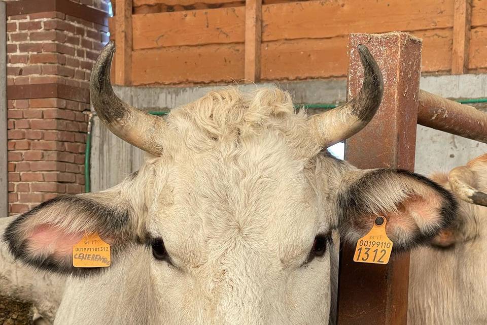 I nostri animali