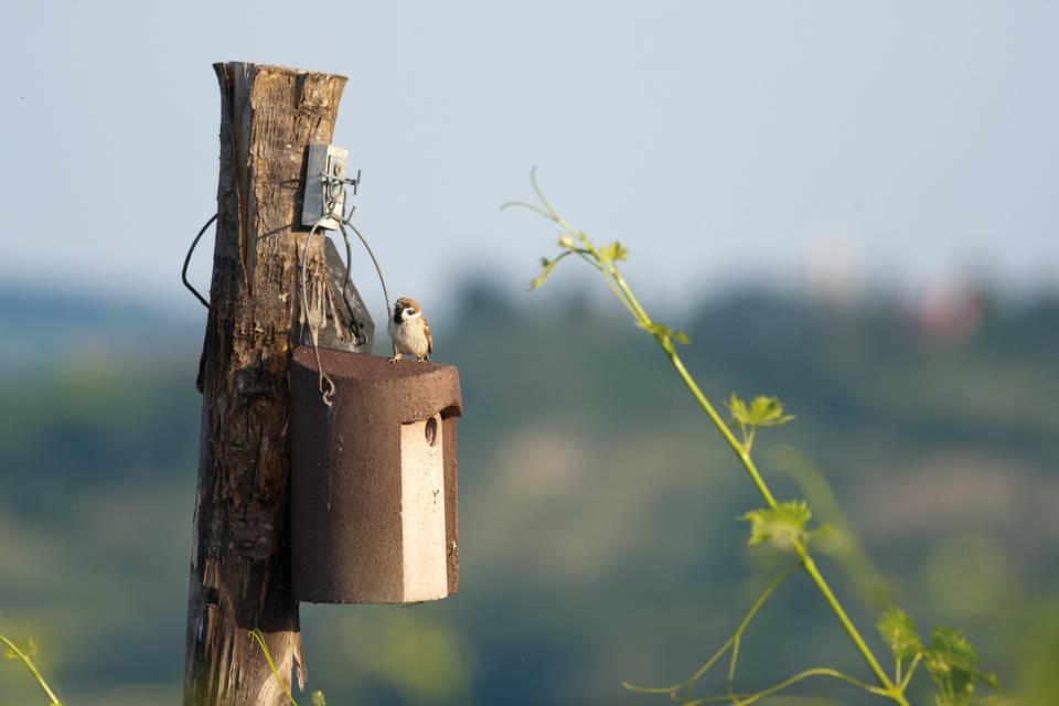 Tenuta Biodinamica Mara