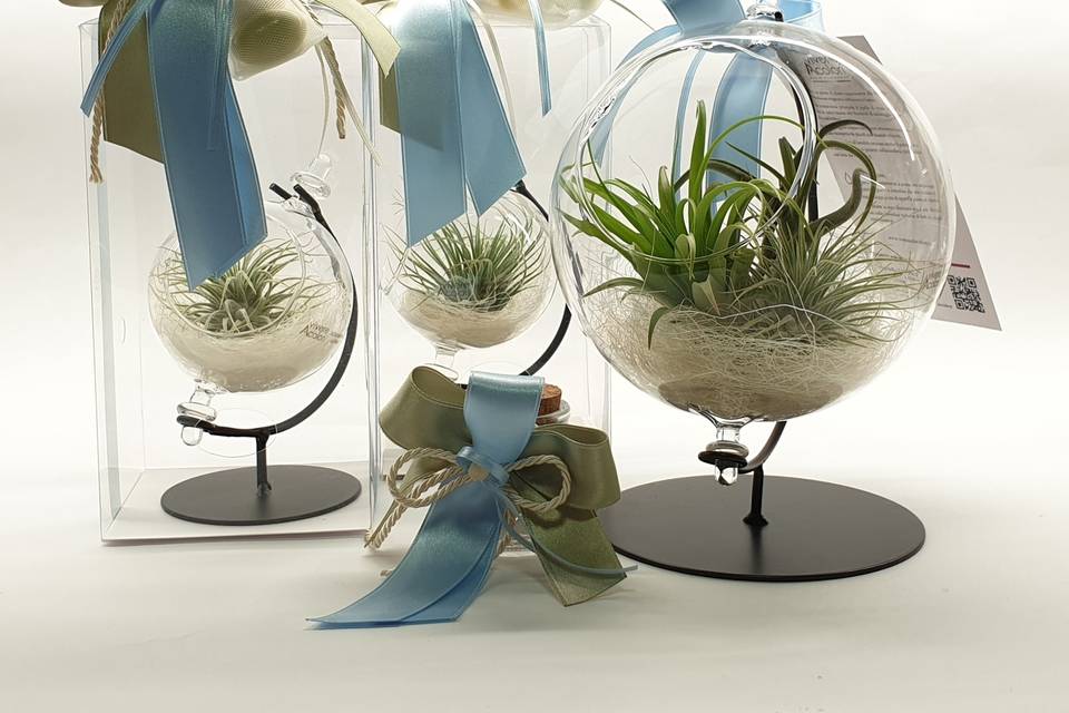 Mappamondo con Tillandsia