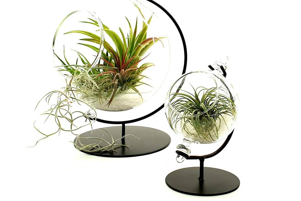 Mappamondo tillandsia