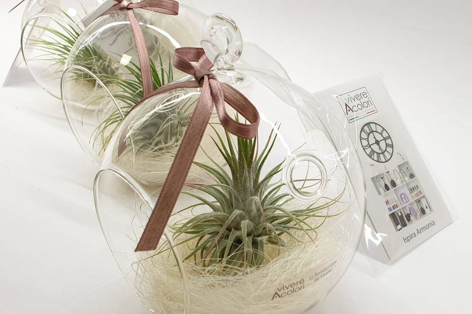 Sfera con Tillandsia