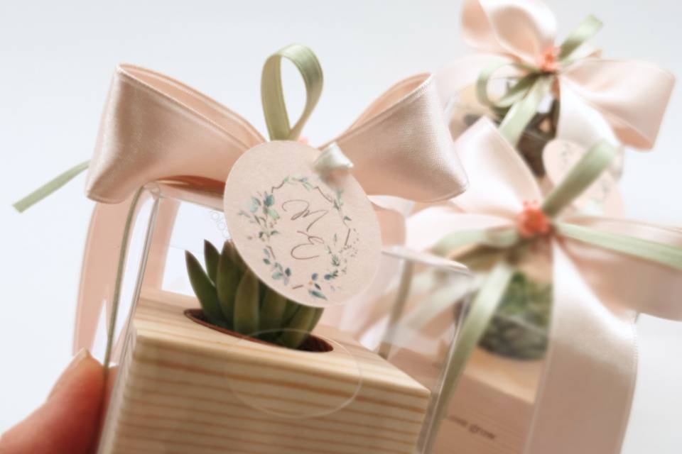 Confezione con succulenta