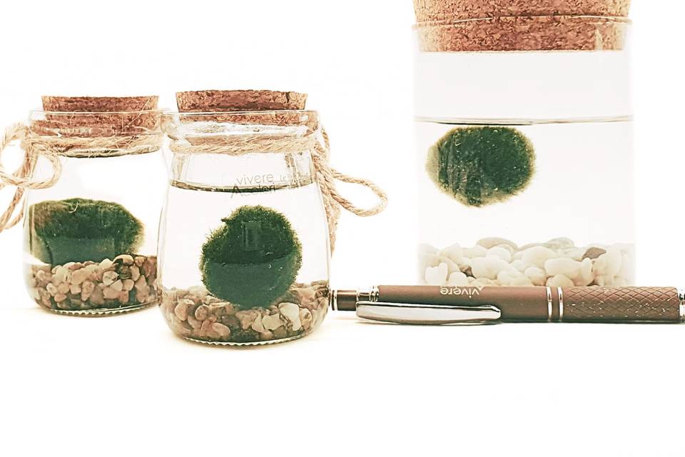 Alga marimo