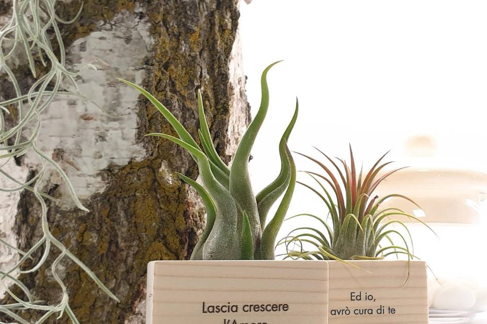 Tillandsia su abete massiccio