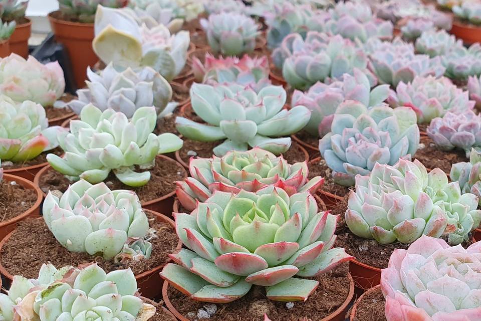 Assortimento succulente