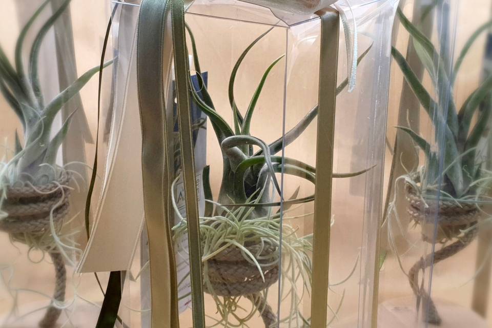 Bomboniera tillandsia