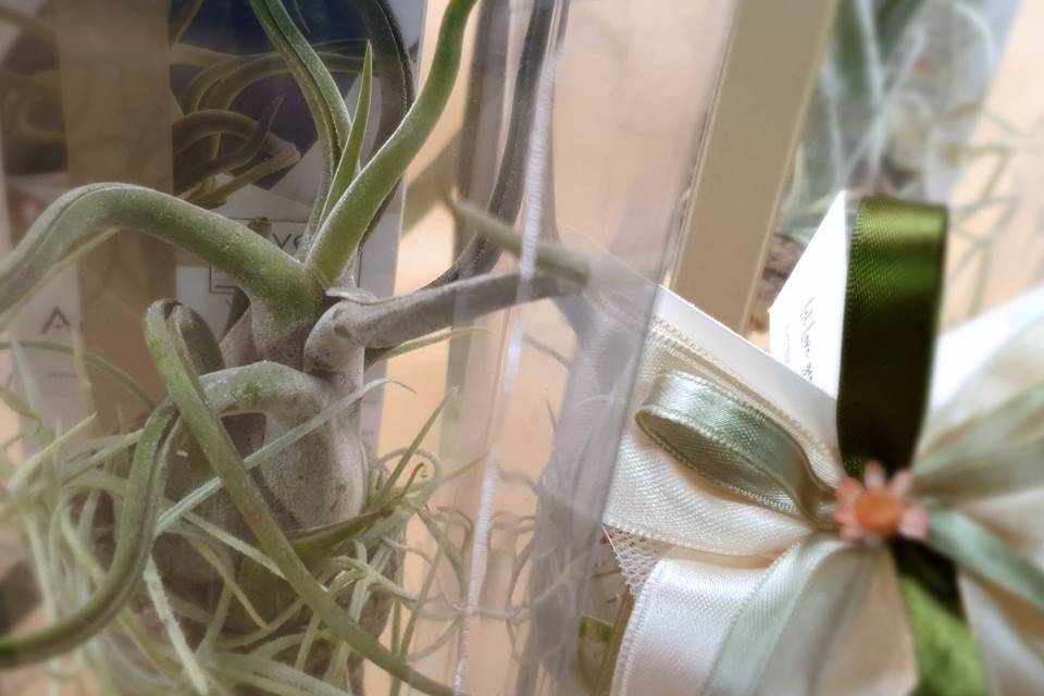 Dettaglio cromatico