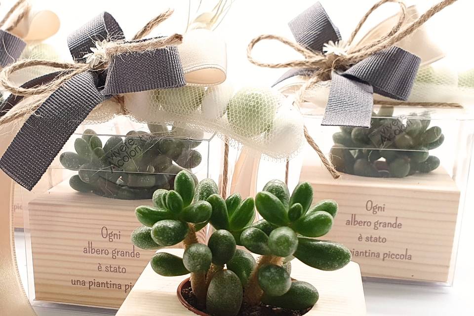 Dettaglio succulente